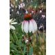 ECHINACEA purpurea 'JS Pretty Parasol' - Kasvirág