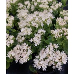   SEDUM (Hylotelephium) spectabile ‘Iceberg’ – Varjúháj