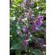 NEPETA x faassenii – Kerti macskamenta