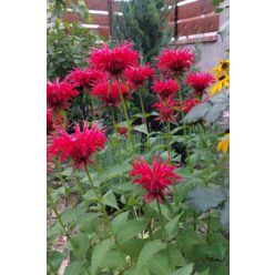 MONARDA didyma ‘Cambridge Scarlet’ – Méhbalzsam