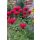 MONARDA didyma ‘Cambridge Scarlet’ – Méhbalzsam