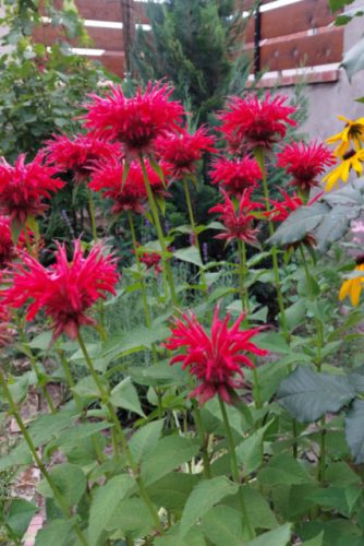 MONARDA didyma ‘Cambridge Scarlet’ – Méhbalzsam
