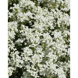   ARABIS procurrens 'Neuschnee' – Indás ikravirág