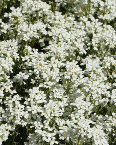 ARABIS procurrens 'Neuschnee' – Indás ikravirág