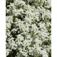 ARABIS procurrens 'Neuschnee' – Indás ikravirág