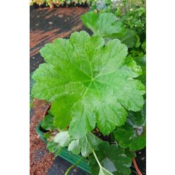 DARMERA peltata 'Nana' - Pajzslevél