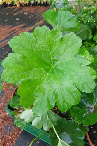 DARMERA peltata 'Nana' - Pajzslevél