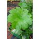 DARMERA peltata 'Nana' - Pajzslevél