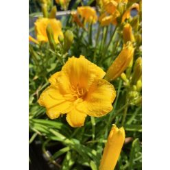 HEMEROCALLIS 'Stella Stars' - Sásliliom