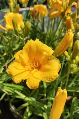 HEMEROCALLIS 'Stella Stars' - Sásliliom