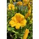 HEMEROCALLIS 'Stella Stars' - Sásliliom