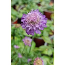   SCABIOSA japonica var. alpina 'Ritz Blue' - Ördögszem