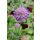 SCABIOSA japonica var. alpina 'Ritz Blue' - Ördögszem