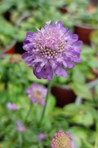 SCABIOSA japonica var. alpina 'Ritz Blue' - Ördögszem