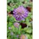 SCABIOSA japonica var. alpina 'Ritz Blue' - Ördögszem