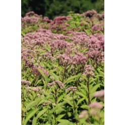 EUPATORIUM dubium 'Baby Joe' - Sédkender