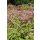 EUPATORIUM dubium 'Baby Joe' - Sédkender