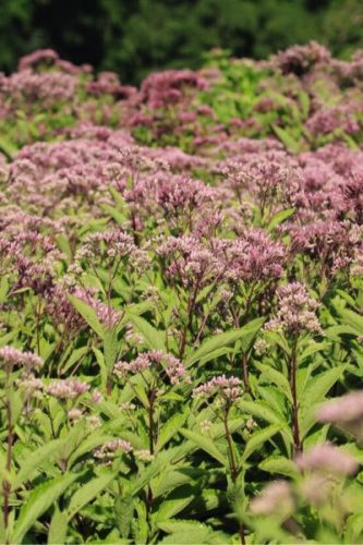 EUPATORIUM dubium 'Baby Joe' - Sédkender