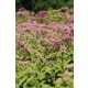 EUPATORIUM dubium 'Baby Joe' - Sédkender