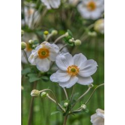 ANEMONE x hybrida 'Honorin Jobert' - Szellőrózsa