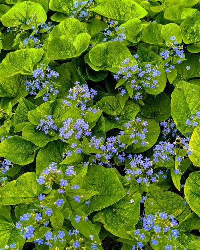 BRUNNERA sibirica - Szibériai nefelejcs