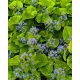BRUNNERA sibirica - Szibériai nefelejcs