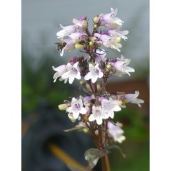   PENSTEMON digitalis 'Onyx and Pearl'– Bíborlevelű bugatölcsér