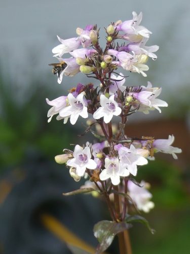 PENSTEMON digitalis 'Onyx and Pearl'– Bíborlevelű bugatölcsér
