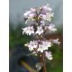 PENSTEMON digitalis 'Onyx and Pearl'– Bíborlevelű bugatölcsér