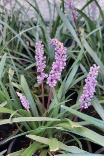 LIRIOPE muscari ‘Lilac Wonder’- Gyöngyikés gyepliliom