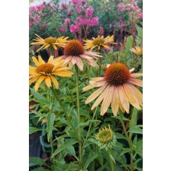 ECHINACEA purpurea 'Big Kahuna' - Kasvirág