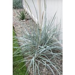 LEYMUS arenarius 'Blue Dune' - Homoki hajperje