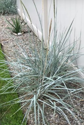 LEYMUS arenarius 'Blue Dune' - Homoki hajperje