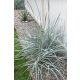 LEYMUS arenarius 'Blue Dune' - Homoki hajperje