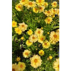 COREOPSIS 'Solar Dance' - Menyecskeszem