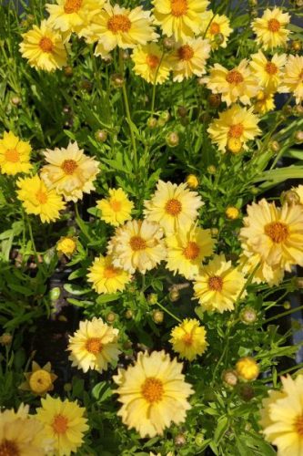 COREOPSIS 'Solar Dance' - Menyecskeszem