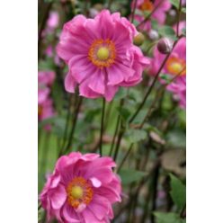 ANEMONE x hybrida 'Margarete' - Szellőrózsa