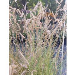 BOUTELOUA gracilis - Alacsony szúnyogfű