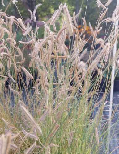 BOUTELOUA gracilis - Alacsony szúnyogfű