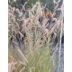 BOUTELOUA gracilis - Alacsony szúnyogfű