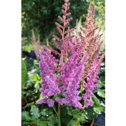 ASTILBE rubra 'Visions' - Kínai tollbuga