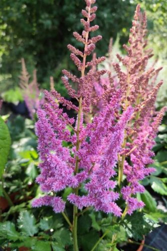 ASTILBE rubra 'Visions' - Kínai tollbuga