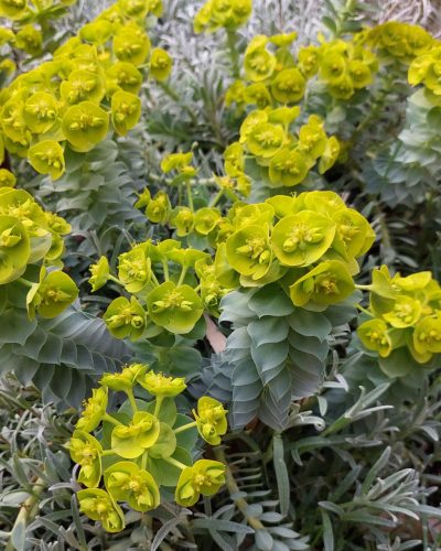 EUPHORBIA myrsinites - Délszaki kutyatej