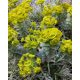 EUPHORBIA myrsinites - Délszaki kutyatej