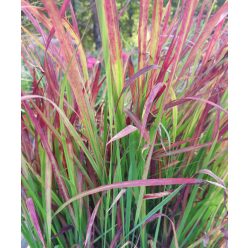   IMPERATA cylindrica ‘Red Baron’ – Alangfű, japán vérfű