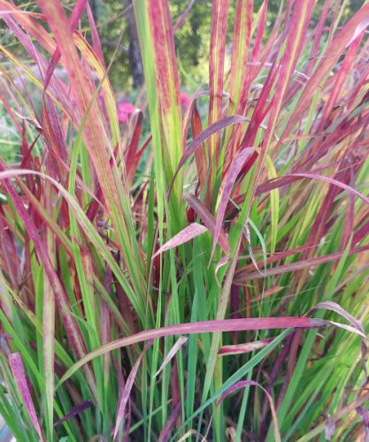 IMPERATA cylindrica ‘Red Baron’ – Alangfű, japán vérfű