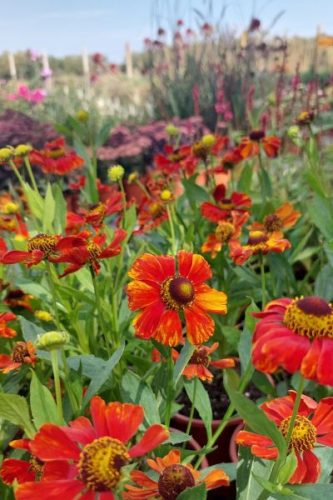 HELENIUM 'Baudirektor Linne' - Napfényvirág