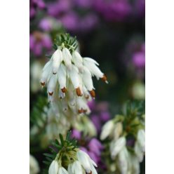  ERICA × darleyensis ‘White Perfection’ - Örökzöld hanga