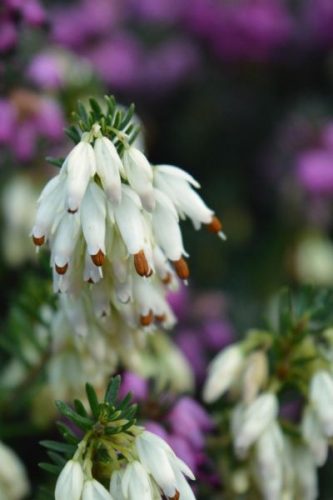 ERICA × darleyensis ‘White Perfection’ - Örökzöld hanga