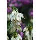 ERICA × darleyensis ‘White Perfection’ - Örökzöld hanga
